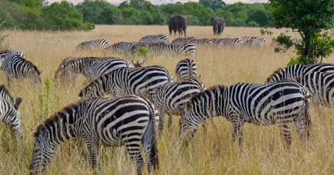 Zebras and Elephants Video stock 60612846