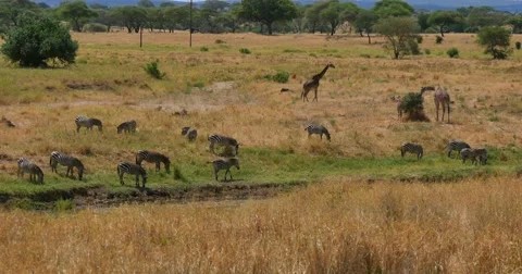 Zebras and Giraffe Stock Footage 60612309