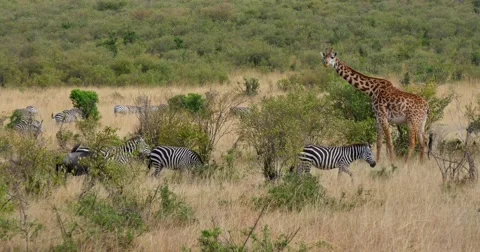 Zebras and Giraffe Stock Footage 60612807