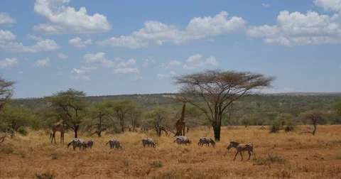Zebras and Giraffe Stock Footage 60612881