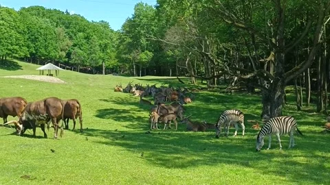 Zebras and Longhorns Cattle Pack Herd in Forest Trees Feed Grass Stock Footage 196998053