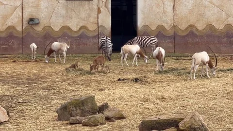Zebras and Scimitar Oryx Grazing Together in Enclosure Stock Footage 340775148