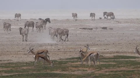 Zebras and springboks, gathered together in a dry, open landscape Stock Footage 321995957