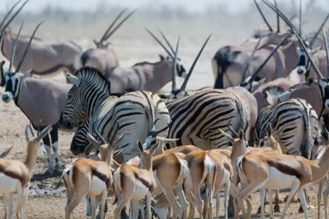 Zebras and springboks. Stock Photos