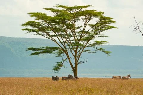 Zebras and tree Stock Photos