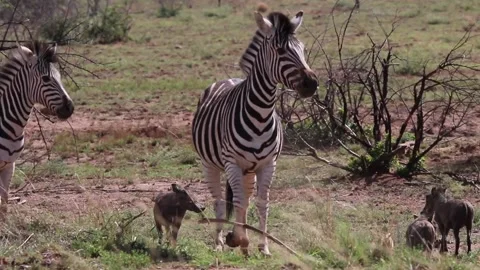 Zebras and warthogs get startled and run away. Stock Footage 172527511