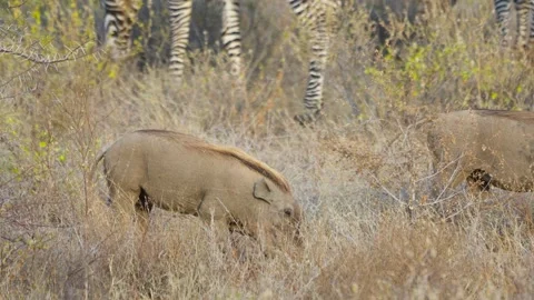 Zebras and Warthogs Grazing in Samburu National Reserve Grassland Kenya. Stock Footage 319779105