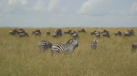 Zebras and wildebeest in African safari Maasai Mara Stock Footage
