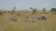 Zebras And Wildebeest In African Safari Maasai Mara Stock Footage