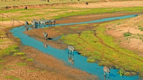 Zebras and wildebeest drinking by a river in Tarangire national park Stock Footage 73826125