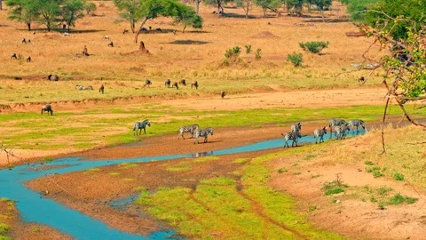 Zebras and wildebeest drinking by a river in Tarangire national park Stock Footage 73826146