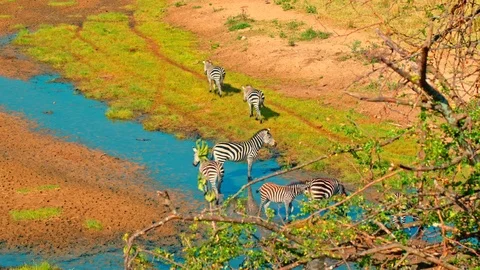 Zebras and wildebeest drinking by a river in Tarangire national park Stock Footage 73826292