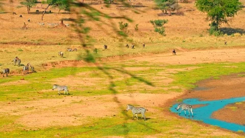 Zebras and wildebeest drinking by a river in Tarangire national park Stock Footage 73826466