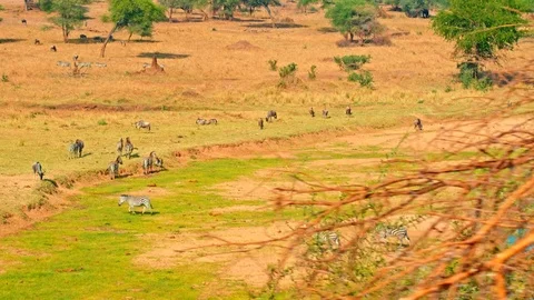 Zebras and wildebeest drinking by a river in Tarangire national park Stock Footage 73826714