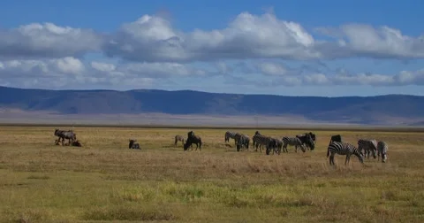 Zebras and Wildebeest Stock Footage 60612476