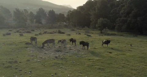 Zebras and wildebeests moving together across the African savanna Stock Footage 325630196