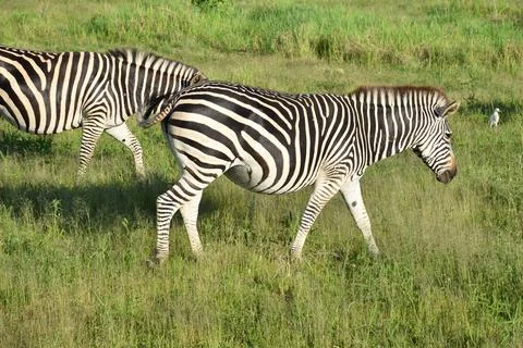Zebras, animals Stock Photos