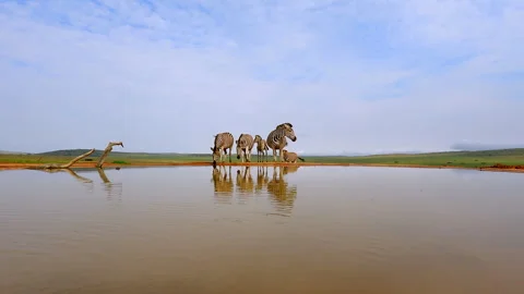 Zebras approaching waterhole with reflection in open landscape 스톡 동영상 333209046