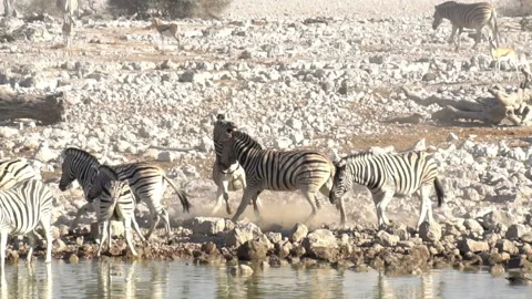 Zebras are fighting Stock-Footage 116652572