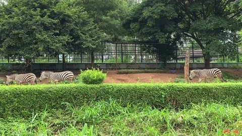 Zebras are working Vídeos de archivo 158944846