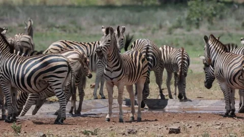 Zebras bark bray and snort at the waterhole 動画素材 226503951