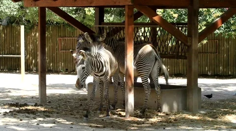 Zebra's Bathroom Stock Footage 800385