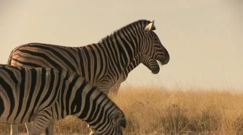 Zebras in beautiful light Video stock 12127133