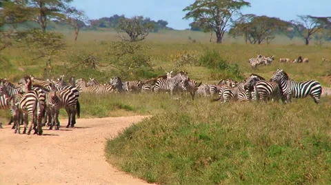 Zebras challenge each other Stock Footage 34966973