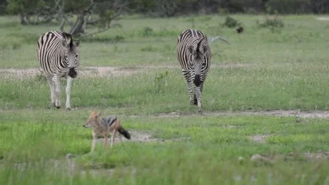 Zebras chasing the Black backed jackal pair Stock Footage 324563974