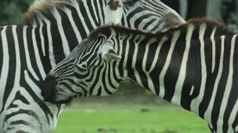 Zebras Cleaning Each Other Stock Footage 54421474