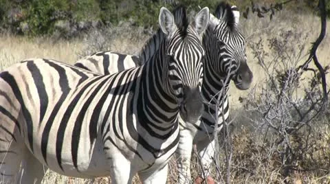 Zebras, close up Stock Footage 12127221