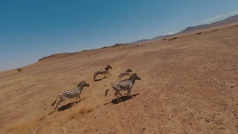 Zebras Crosses the Protected Area Stock Footage 295028372