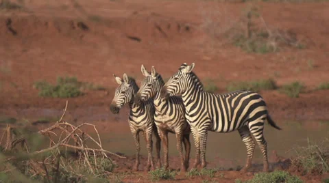 Zebras cuddle  Stock Footage 33530869