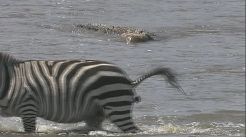 Zebras defecating as they walk past large crocodile Mara river Stock Footage 22252012