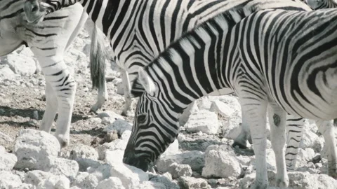 Zebras in desert Stock-Footage 116258190