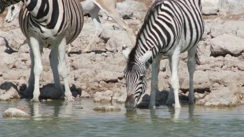Zebras drink water Stock Footage 113102756