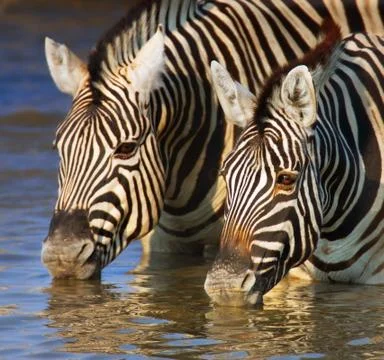 Zebras drinking close-up Stock Photos