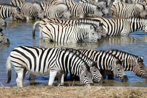 Zebras drinking - Namibia Foto stock