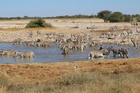Zebras drinking - Namibia 스톡 사진