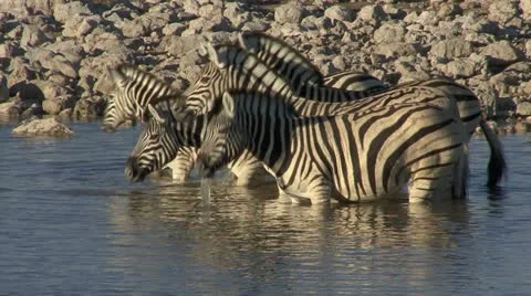 Zebras drinking nervously 库存影片 10868579
