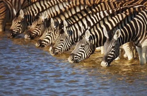 Zebras drinking Foto stock