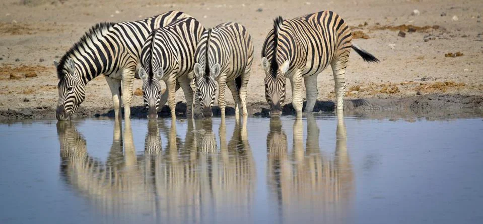 Zebras drinking Stock Photos
