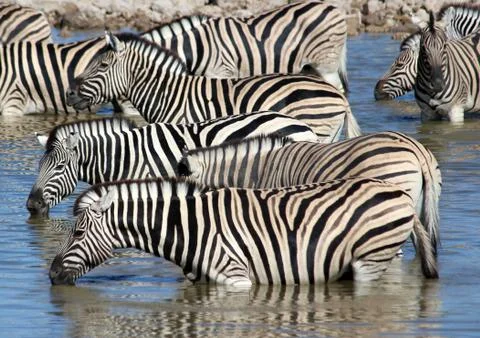 Zebras drinking Foto stock
