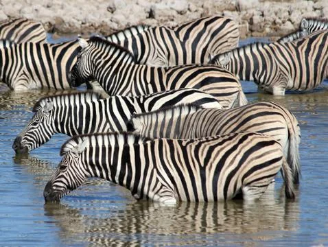 Zebras drinking Foto stock