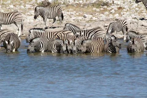Zebras drinking Foto stock