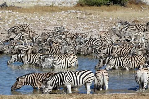 Zebras drinking Stock Photos