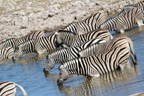 Zebras drinking Stock Photos
