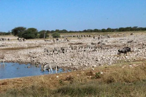 Zebras drinking Stock Photos