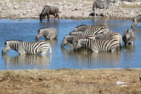 Zebras drinking Stock Photos