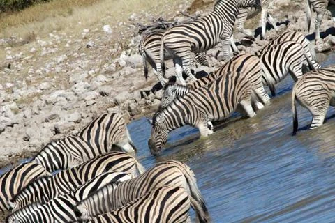 Zebras drinking Stock Photos